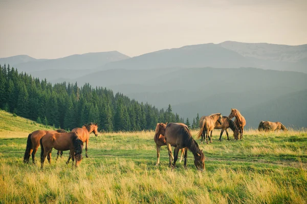 Cavalos selvagens na montanha dos Cárpatos — Fotografia de Stock