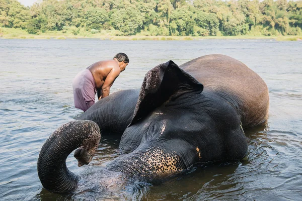 Lavado de elefantes en el río —  Fotos de Stock