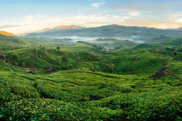 Zielone wzgórza plantacji herbaty w Munnar — Zdjęcie stockowe