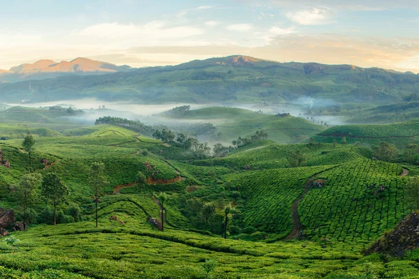 Mountain plantacji herbaty w mieście Munnar — Zdjęcie stockowe