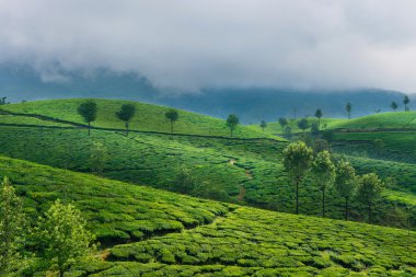 Munnar 'daki yeşil çay tarlaları.