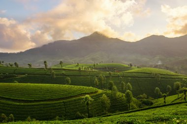 Munnar dağ çay tarlaları