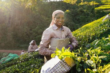 Munnar içinde hasat çay