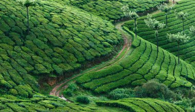 Munnar 'daki yeşil çay tarlaları.