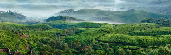 Dealurile verzi ale plantațiilor de ceai din Munnar — Fotografie, imagine de stoc