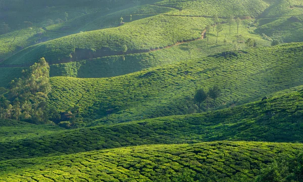 Collines vertes de plantations de thé à Munnar — Photo