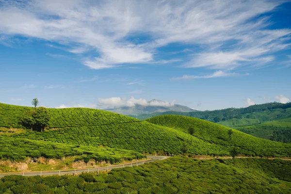 Vallée verte des plantations de thé à Munnar — Photo