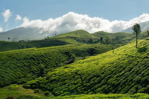 Groene heuvels van theeplantages in Munnar — Stockfoto