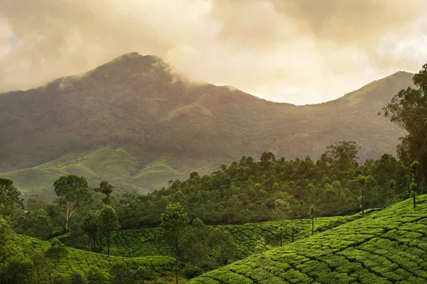 Plantations de thé de montagne à Munnar — Photo