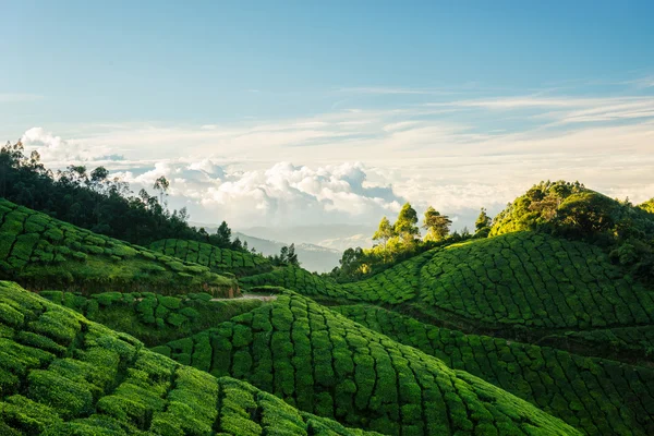 Grüne Hügel der kolukkumalai Teeplantagen in munnar — Stockfoto