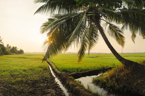 Rice Field in the Morning
