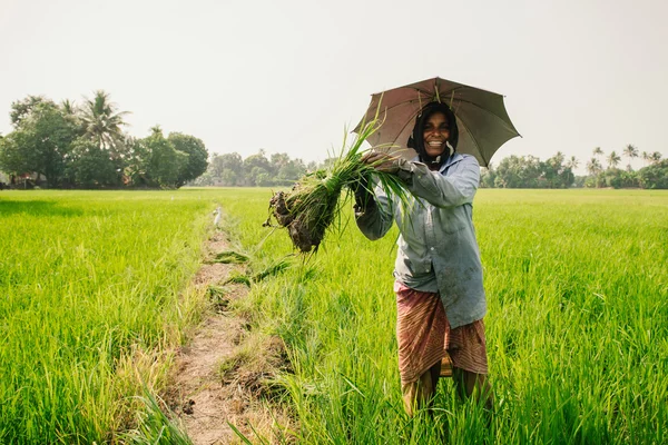 Mulher pegando arroz no campo de arroz — Fotografia de Stock