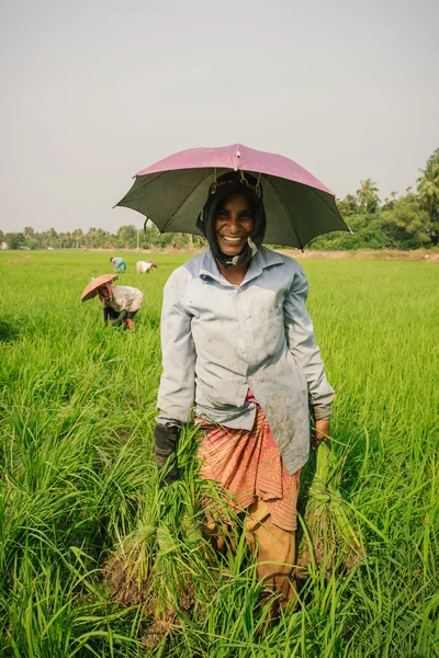 Mulher pegando arroz no campo de arroz — Fotografia de Stock