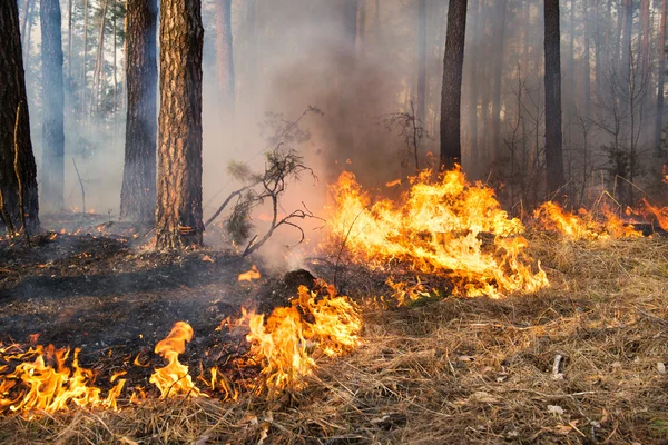 Incendie de forêt en cours — Photo