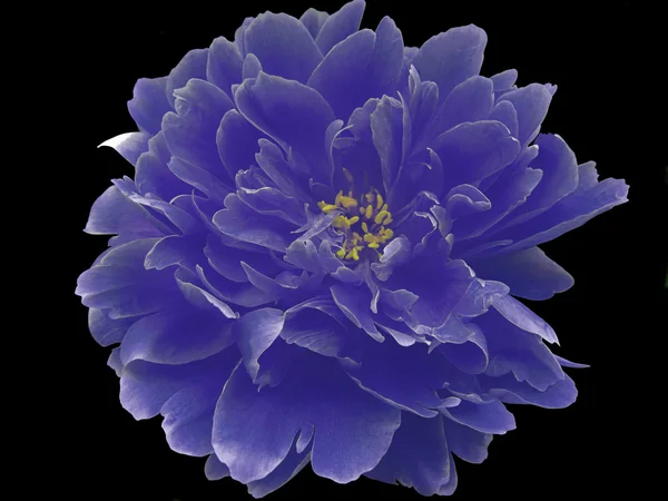 Peônia azul — Fotografia de Stock