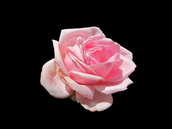 Pink rose flower isolated on black background