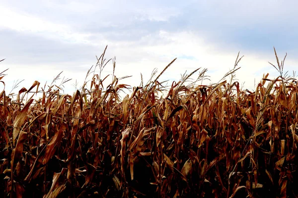 Dried Corn Field Background Close — Stock Photo, Image