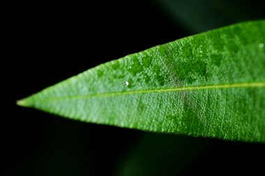 Koyu arkaplanda yeşil bir zakkum yaprağı - makro
