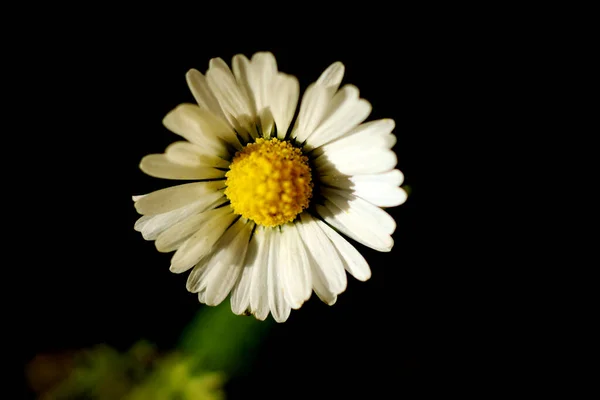 Testa Fiore Margherita Sfondo Scuro Primo Piano — Foto Stock