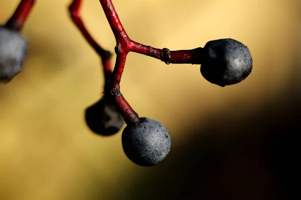 Las Bayas Maduras Negras Saúco Rama Otoño Macro —  Fotos de Stock