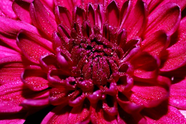 Blossom Red Chrysanthemum Macro — Stock Photo, Image