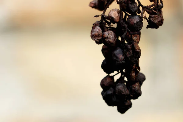 Uvas Podridas Alto Detalle Fondo Borroso Macro — Foto de Stock