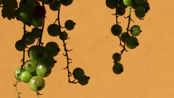 成長しているスグリの果実-緑の熟していないスグリ-動き-オレンジの背景 — ストック動画