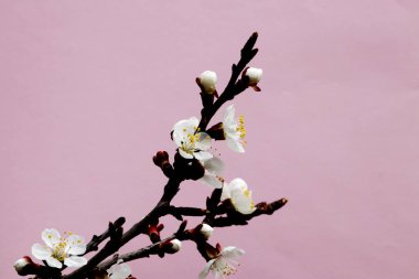 İlkbaharda kayısı çiçekleri olan bir ağaç dalı pembe bir arka planda - ilkbaharda kayısı çiçekleri