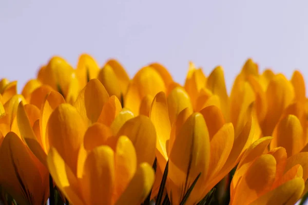 Bunch Crocus Flavus Flowers Purple Background Closeup Orange Yellow Crocus — Stock Photo, Image
