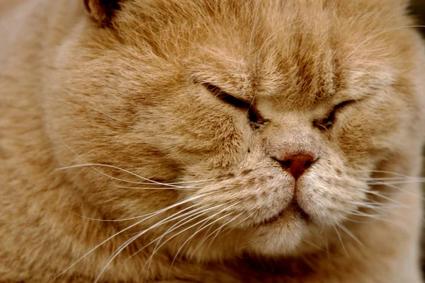 Fluffy Ginger Colored Cat Sleeping Sleeping Cat Cat Portrait Closeup — Stock Photo, Image