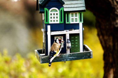 Carduelis Carduelis besleme - kuş besleyici - ağaçtan sarkan kuş evi - serçeli yeşil kuş evi - bulanık arkaplan
