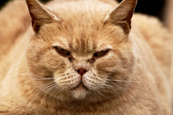 Fluffy Ginger Colored Cat Looking Camera Close Angry Cat — Stock Photo, Image