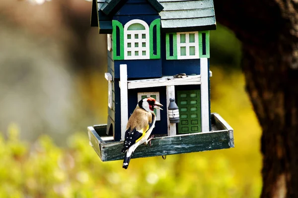 Carduelis Carduelis Etetés Madáretető Madárház Lóg Egy Fáról Zöld Madárház Jogdíjmentes Stock Fotók