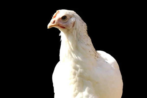 White Young Chicken Dominant Sussex Chicken Portrait Black Background — Stock Photo, Image