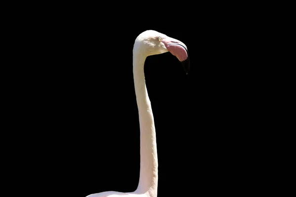 Tierporträt Des Großen Flamingos Auf Schwarzem Hintergrund — Stockfoto