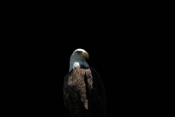 Weißkopfseeadler Auf Schwarzem Hintergrund Tierfotografie — Stockfoto