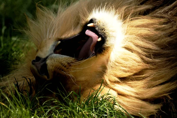 Close Yawning Lion Panthera Leo — Stock Photo, Image