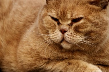 Tüylü zencefil renkli kedi evcil kediye yakından bakıyor.
