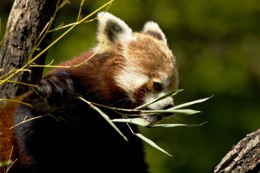 Red Panda - Bambu filizi yiyen ailurus fulgens