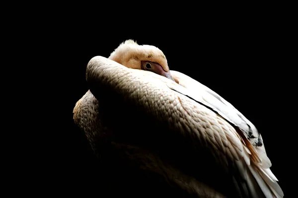 Большой Белый Пеликан Pelecanus Onocrotalus Черном Фоне — стоковое фото