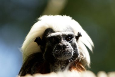 Saguinus Oedipus 'un hayvan portresi - maymun portresi