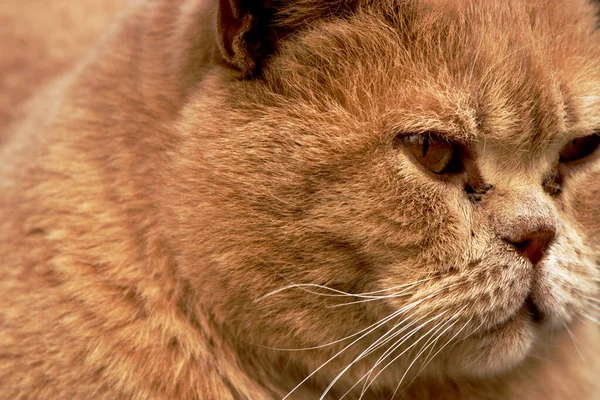 Close Animal Portrait Fluffy Red Cat — Stock Photo, Image