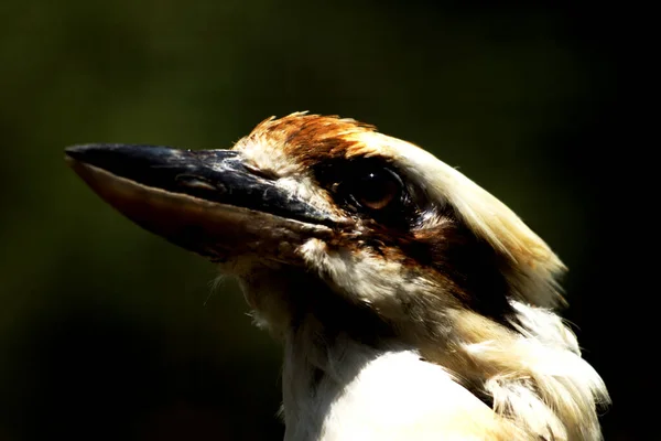Closeup Portrait Dacelo Novaeguineae Laughing Kookaburra — Stok fotoğraf