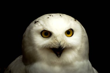 Kar Baykuşu portresinin yakın çekimi - Bubo Scandiacus