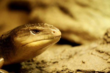 Celestus Warreni 'nin Yakın Çekimi - Warren' ın Yaban Arısı veya Dev Hispaniolan Yaban Arısı