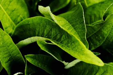 Inula Helenium 'un yeşil yaprakları - Elektronik Pano - yakın plan