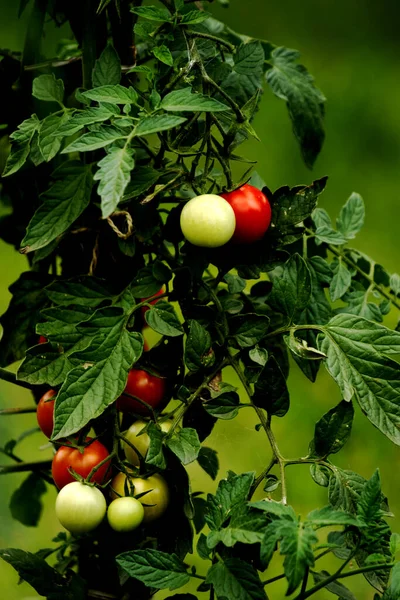 Growing organic tomatoes in the garden - vertical image of ripe and unripe tomatoes with green leaves