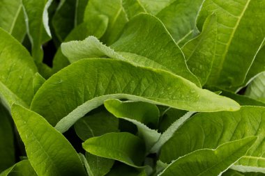 Inula Helenium 'un yaprakları - şifalı bitkiler - yeşil arka plan