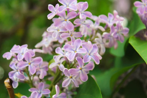 Bulanık arkaplanda mor leylak