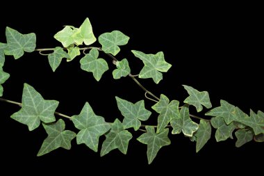 green ivy leaves on a black isolated background